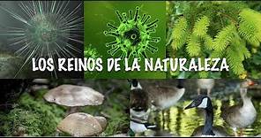 Los Reinos de la Naturaleza. Explicación para niños