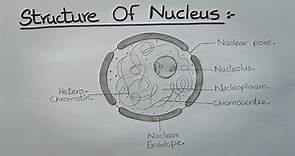 How to Draw Nucleus l Labelled Diagram l Structure of Nucleus l ES art & craft