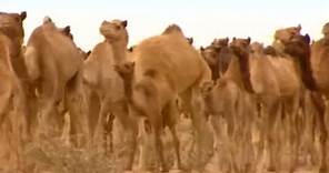 Camel creation story