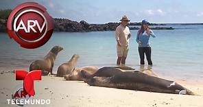 María Celeste nada con leones marinos en Galápagos | Al Rojo Vivo | Telemundo