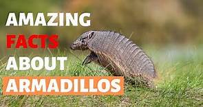 30 Amazing Facts About Armadillos