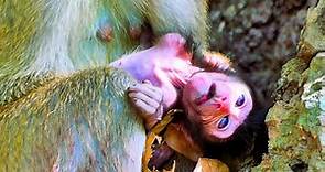 The young mother monkey has no milk, The baby monkey becomes extremely weak