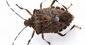 How to Get Rid of STINK BUGS Naturally & FAST