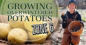 How to Grow Potatoes Over the Winter: Zone 6