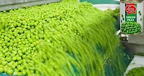 How It's Made: Green Peas