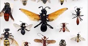 Wasp Evolution