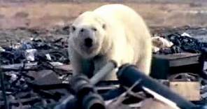 The Great Canadian Polar Bear Adventure Trailer