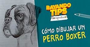 Cómo dibujar un Perro Raza Boxer 👨‍🎨👩‍🎨✏ con lapices de Grafito