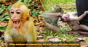When monkeys are released into the wild, what will their actions be