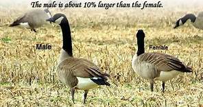How to identify male and female Canada geese?