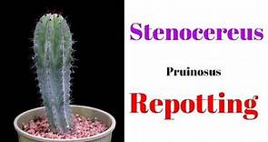 Stenocereus Pruinosus Repotting || Cactus Repotting