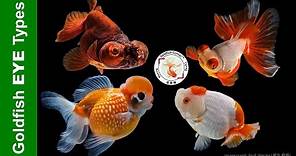 Different TYPES of Goldfish EYES | 金鱼眼睛类型👉