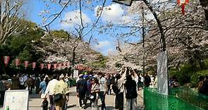 4K Tokyo Cherry Blossoms in Ueno Park 2023 上野恩賜公園