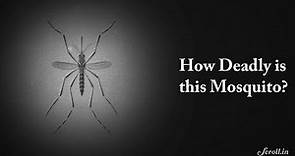 Aedes Aegypti: The Killer Mosquito