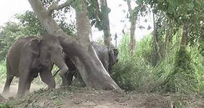 Elephants off their chain for the first time Full HD - ElephantNews