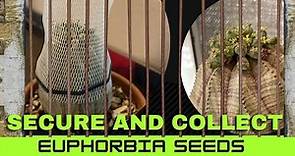 Catch Euphorbia Seeds Before They Explode | Collecting Seeds from #Euphorbia