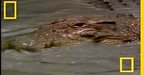Crocodiles in Love | National Geographic