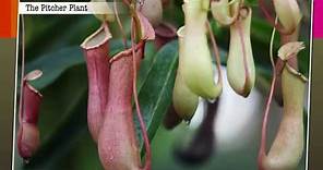 Insectivorous Plants | Macmillan Education India