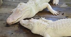 White alligators in Florida: What makes albino gators different from rare leucistic reptiles