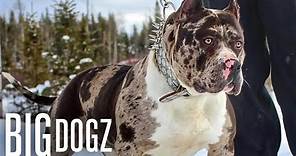 Aftermath - World's First Exotic XL Merle Bully | BIG DOGZ