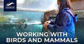 Jobs at an Aquarium: Working with Birds and Mammals!