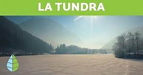¿Que es LA TUNDRA? - Tipos de TUNDRA: Tundra artica, tundra alpina y tundra antartica