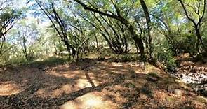 Fairfield Osborn Preserve: Site 4 Fall 2022 - Perennial Creek in Riparian Woodland