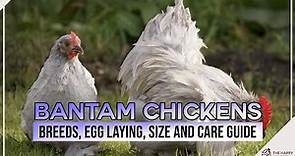Bantam Chickens Breeds, Egg Laying, Size and Care Guide