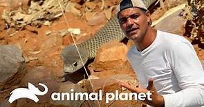 Frank se enfrenta a feroces serpirentes | Wild Frank en México | Animal Planet