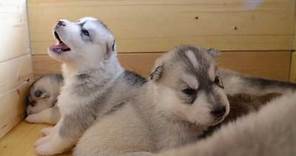 Cuccioli Siberian Husky - prime pappe