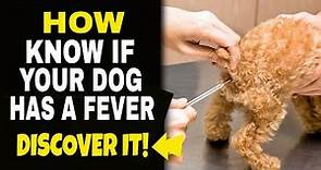 💦How To Know If Your Dog Has a Fever and What To Do🐶