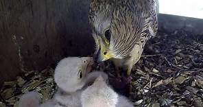 Kestrels Nesting & hatching