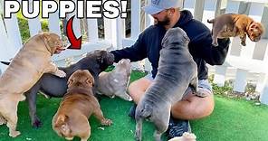 Picking Out My First Dog from Exotic Bully Puppy Farm! *CUTE*