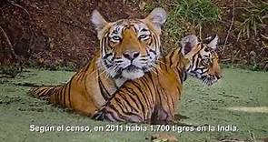 Los tigres de bengala, en peligro de extinción