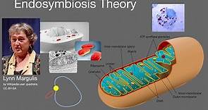 Teoria endossimbiótica