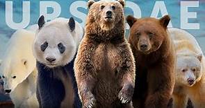 All 8 Species of Bear (+7 Subspecies You Haven't Heard Of)