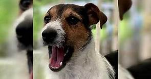 Jack Russell Terrier. Pros y contras, precio, Cómo elegir, hechos, cuidado, historia