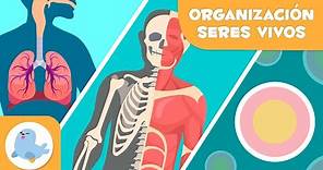 Organización de los seres vivos 🦠🦴🧍🏻‍♂️ Células, tejidos, órganos, sistemas y organismos 🔬