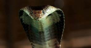 ▷ Cobra » Características, Alimentación, Hábitat, Reproducción, Depredadores