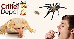 Where is the Best Place To Buy Live Crickets Online? - The Critter Depot
