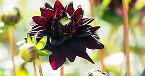 Black Dahlia Flowers: Facts, Meaning, & Care Tips - Flower Keen