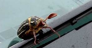 Hissing Beetle - 10 Striped June Beetle