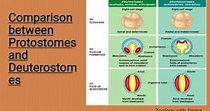 Comparison between protostomes and deuterostomes | protostomia and deuterostomia