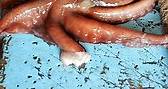 章魚哥保羅Octopus Paul #金吉利 #金吉利定置網 #金吉利定置漁場 #定置網 #shorts #fish #fishchannel #fisherman #fishmarket