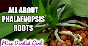 Understanding Phalaenopsis Orchid roots - All you should know!