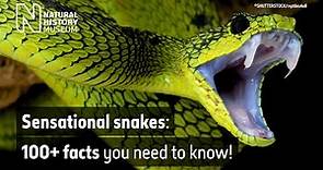 Sensational snakes: 100+ facts you need to know!