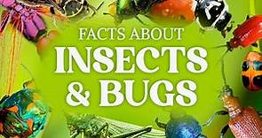 Cool Bug Facts & Other Insect Facts You Have To Know!