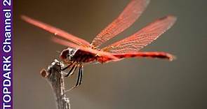 10 Especies de libélulas mas hermosas