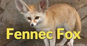 Information about fennec fox
