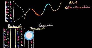 Replicación del ADN, transcripción y traducción del ARN | Biología | Khan Academy en Español